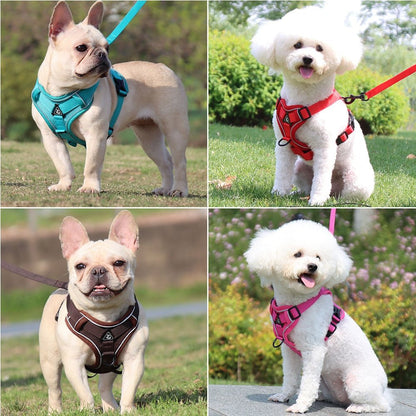 Traction Reflective Bitz Adjustable Leash - BITZ